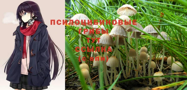 прущие грибы Абаза